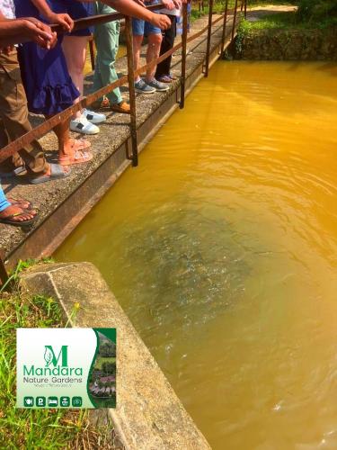 a group of people standing on a fence looking at the water at Mandara Nature Gardens in Veyangoda