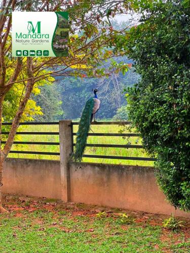 a peacock sitting on top of a concrete fence at Mandara Nature Gardens in Veyangoda