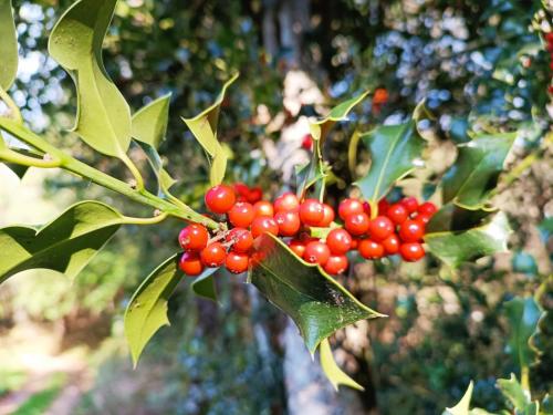 a bunch of red berries on a tree at La French Pause - Tarifs dégressifs - Idéal PROS in Champniers-et-Reilhac
