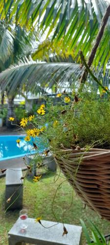 a basket full of yellow flowers in a yard at Kot Nou - Kwizine Mama Manze Lakaz in Mahébourg