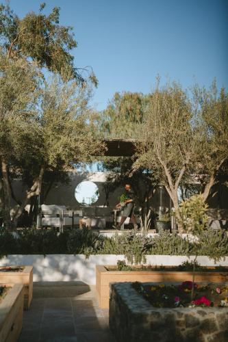 a garden with trees and flowers and a patio at Casa Olivea in Valle de Guadalupe