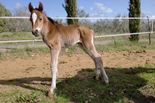 a baby horse standing in a field at Urlaub, wo die Toskana noch authentisch ist - Rustico aus 16Jh mit Infinity Pool in Pomarance