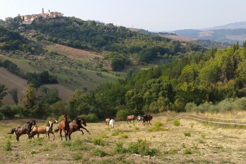 a group of horses in a field with a castle in the background at Urlaub, wo die Toskana noch authentisch ist - Rustico aus 16Jh mit Infinity Pool in Pomarance
