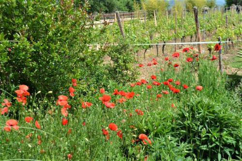 a field of red flowers in front of a vineyard at Urlaub, wo die Toskana noch authentisch ist - Rustico aus 16Jh mit Infinity Pool in Pomarance