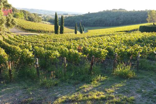 a field of yellow flowers in a vineyard at Urlaub, wo die Toskana noch authentisch ist - Rustico aus 16Jh mit Infinity Pool in Pomarance