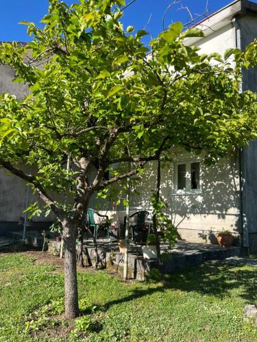 a tree in a yard next to a house at Sailor's Rustic House in Virpazar