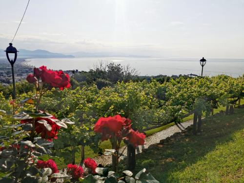 a row of red flowers in a vineyard at Tiny Circe house - alloggio turistico in San Felice Circeo