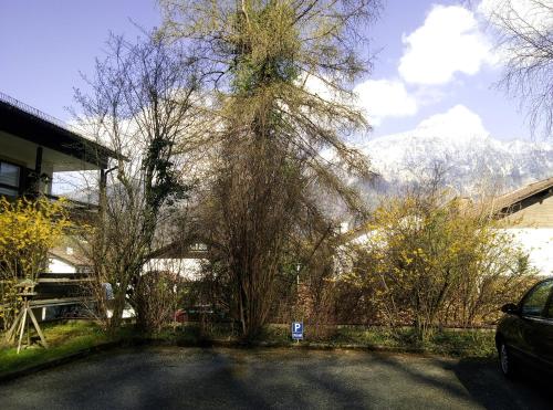 a tree in front of a building with mountains in the background at Ferienwohnung Thumseestraße 18 in Bad Reichenhall