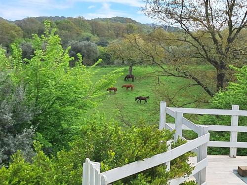 Gallery image of Bed & Breakfast Parco di Veio in Formello