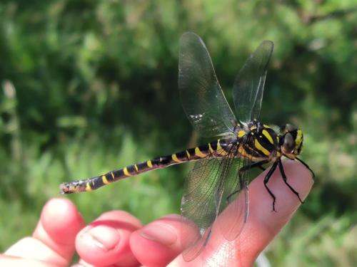 a person holding a dragonfly in their hand at Le Moulin de Pensol - Bed and Breakfast in Pensol