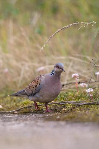 a small bird standing on the ground at Le Moulin de Pensol - Bed and Breakfast in Pensol