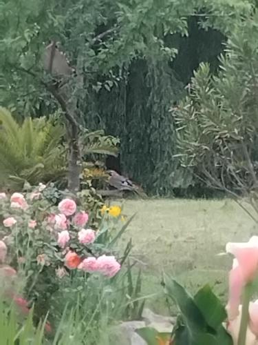 a painting of a garden with pink flowers at Villas Paradis in Saint-Paul-lès-Dax