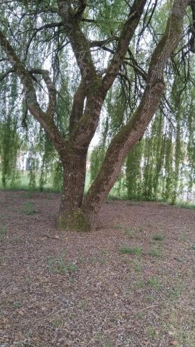 a tree sitting in the middle of a field at Villas Paradis in Saint-Paul-lès-Dax