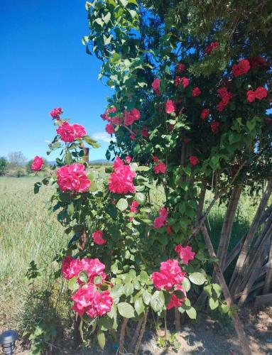 a bush of pink roses growing next to a fence at Maison de campagne in Rieux-Minervois