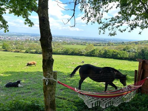 a horse walking in a field next to a tree at Sky gazer cabin in the woods in Dublin