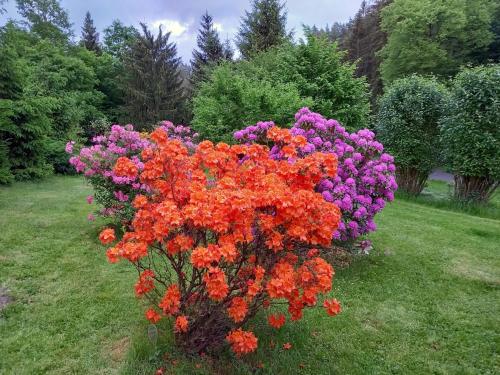 a bush of colorful flowers in a yard at Hotel Bellevue in Jetřichovice