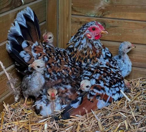 a group of chickens sitting on a pile of hay at ELENA SEAVIEW house in Argostoli