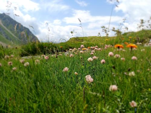 a field full of grass and flowers on a hill at Chalet Waldhof in Flattach