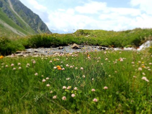 a field of grass with flowers in front of a mountain at Chalet Waldhof in Flattach