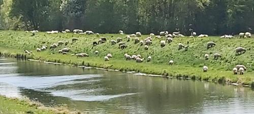 a herd of sheep grazing in a field next to a river at Wohnung In Jameln Mit Garten, Grill Und Terrasse in Jameln