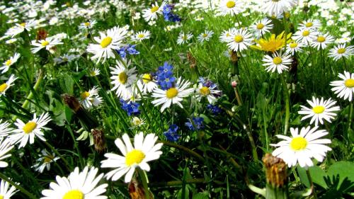 a bunch of white and blue flowers in a field at Ferienwohnung Landleben In Feistritz Ob Bleiburg in Feistritz ob Bleiburg