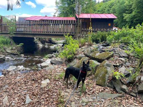 a black dog standing on the rocks near a bridge at ATC Kemp Kajlovec in Hradec nad Moravici