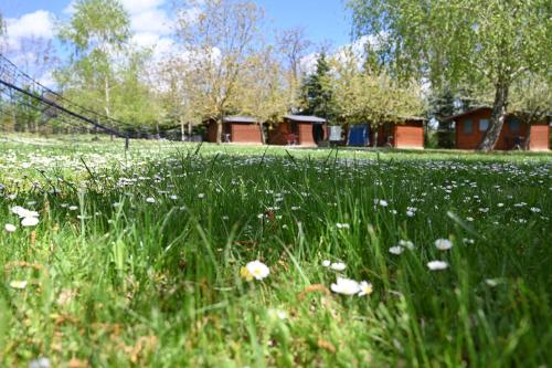 a field of grass with white flowers in a field at Napfény Camping in Taliándörögd
