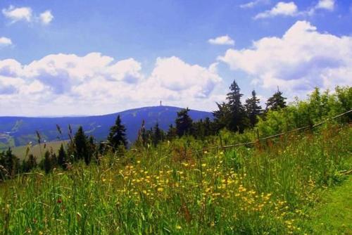 a field of green grass with a mountain in the background at Fewo Bergkristall in Sehmatal