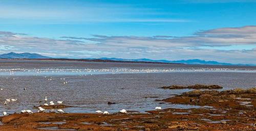 a group of white birds standing in the water at Chalet Loft #4 Waterfront with Spa Fireplace and Wifi in Cap-Saint-Ignace
