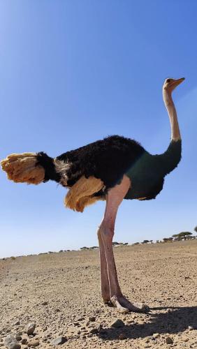 a bird standing on the sand with its wings out at La Maison-Berbère Mhamid in Mhamid