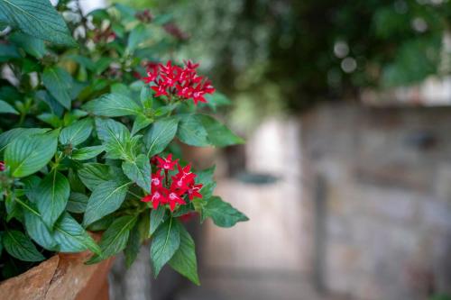 a bush with red flowers on a wooden fence at דירת מסע בגליל in Bet Leẖem HaGelilit