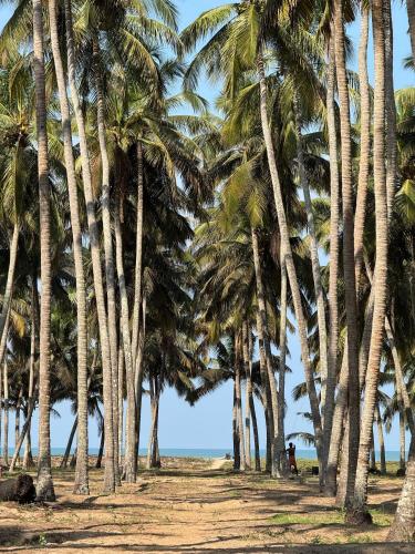 a row of palm trees on the beach at Katadi beach homestay in Trichūr