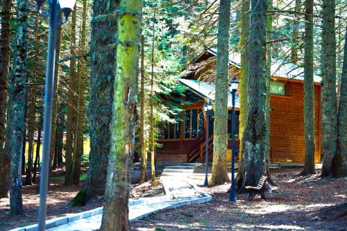a log cabin in the woods with trees at Karinna Orman Evleri & Non Alcohol in Uludag