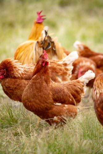 a group of brown chickens standing in the grass at Bramleigh Farm in Nottingham Road