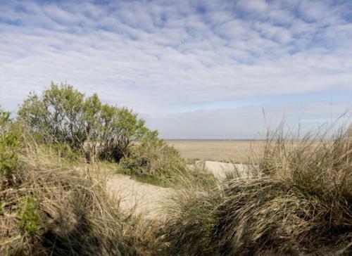 a sandy path through the grass on a beach at StrandChalet in Bredene