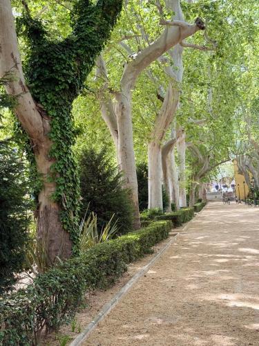 a row of trees next to a walk way at Casa Rosetta Boutique in Xàtiva