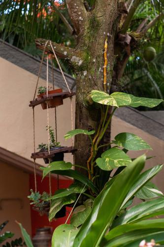 a tree with three pots hanging from a tree at Pousada Jubartti in Prado