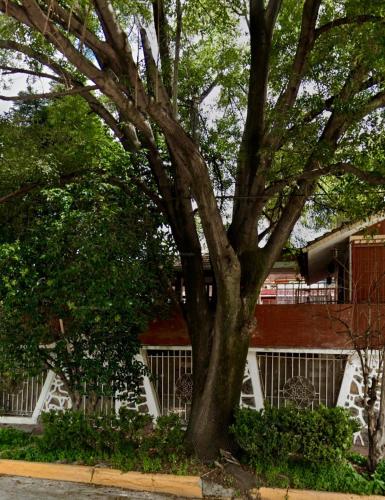 a large tree in front of a building at Beautiful Loft 10 minutes from AIFA in San Pedro Atzompa