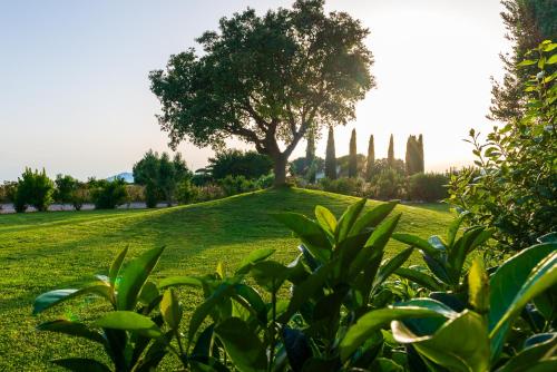 a tree sitting on top of a lush green field at AGRITURISMO 8e28 CAPALBIO in Nunziatella