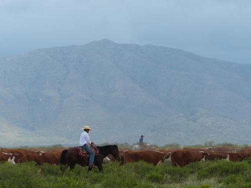 a man riding a horse in front of a herd of cattle at Hotel Parker at Quarter Circle 7 in Alpine