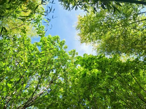 a view of the tops of trees against a blue sky at Villa arborée aux Portes de Paris in Bobigny