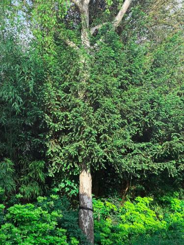 a tree with green leaves in a forest at Villa arborée aux Portes de Paris in Bobigny
