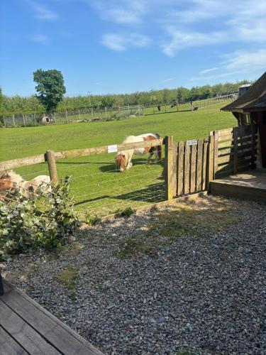 two cows grazing in a field behind a fence at Bridie -rose with wood tub country retreat in Kington