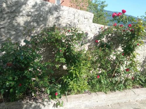 a retaining wall with red roses growing on it at Sunny in Tqibuli