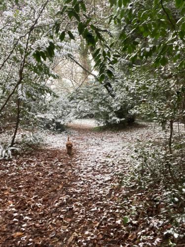 a bird walking through a forest filled with leaves at Le vieux clos du rucher kêr-melen in Paimpol
