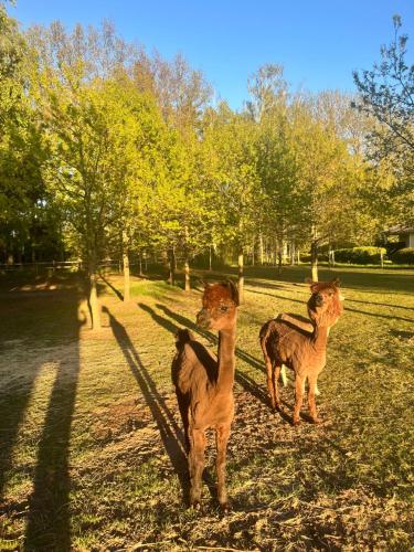 Φωτογραφία από το άλμπουμ του Glamping Visingsö σε Visingo