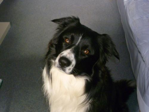 a black and white dog sitting next to a bed at La Terrazza Sul Po in Turin