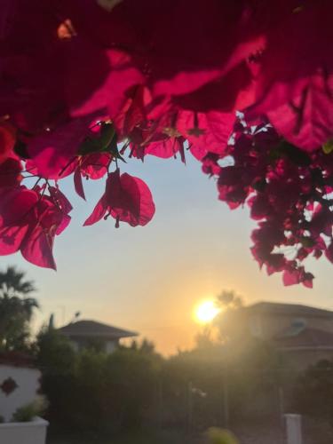 a group of pink flowers with the sunset in the background at Nereid Bungalow in Phanaes