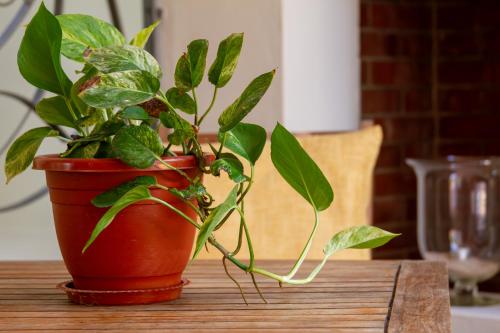 a plant in a red pot sitting on a table at Landhuis Francia in Willemstad