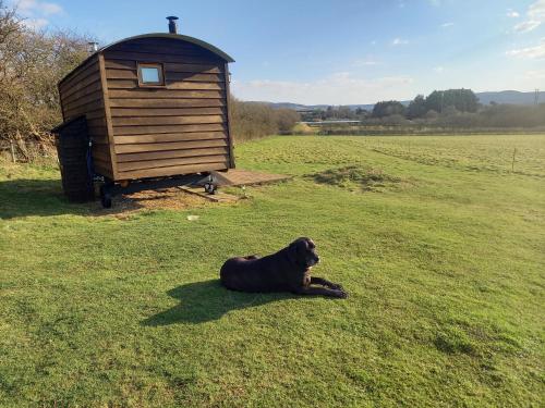 a dog laying in the grass next to a woodenshed at Under the Stars Shepherds Huts at Harbors Lake in Newchurch